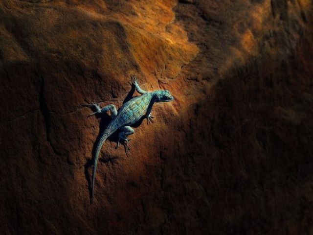 zion-lizard_2071_600x450