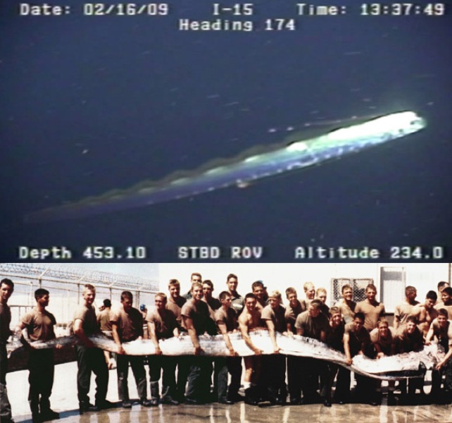 image_1142-giant-oarfish