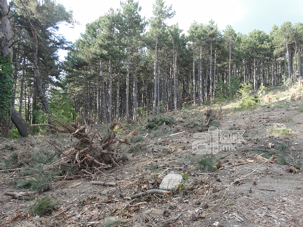 plaosnik3