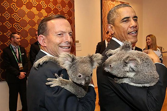 abot-obama-koala