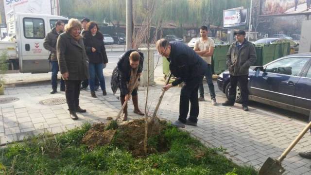 Novi sadnici - Centar (1)