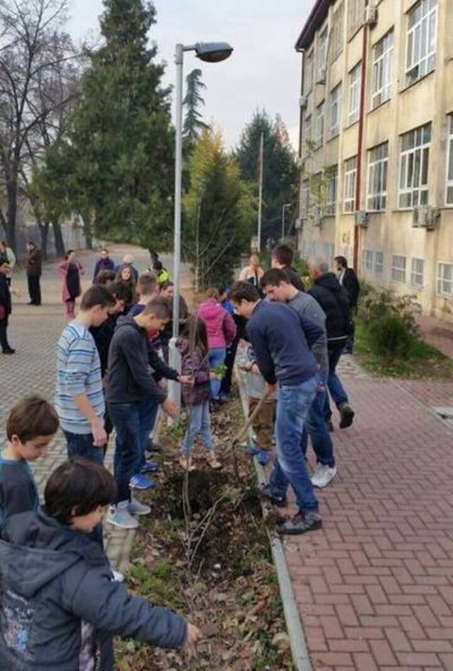 Novi sadnici - Centar (2)