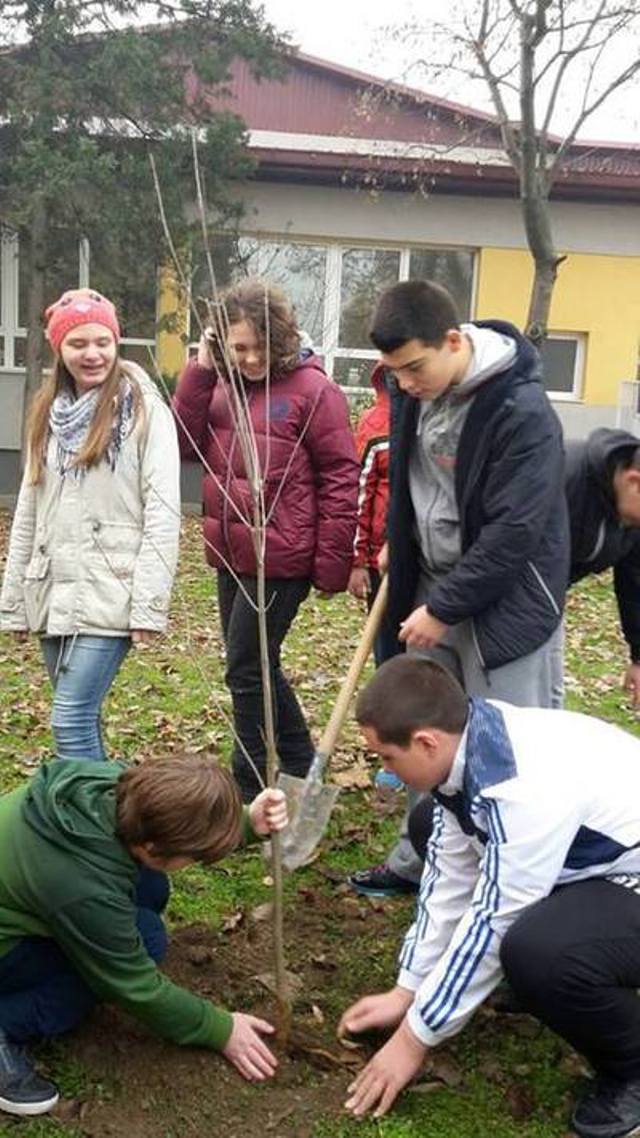 Novi sadnici - Centar (6)