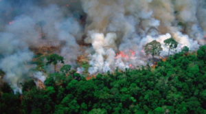 Шулце: Германија ќе вложи 222 милиони долари за заштита на амазонската прашума