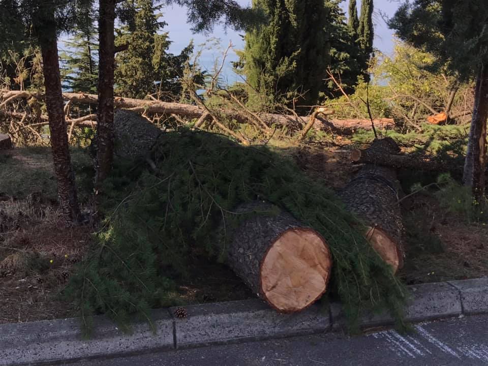 Кривична пријава против три физички и едно правно лице, го оштетиле буџетот на ЈП „Национални шуми“ за над три милиони денари