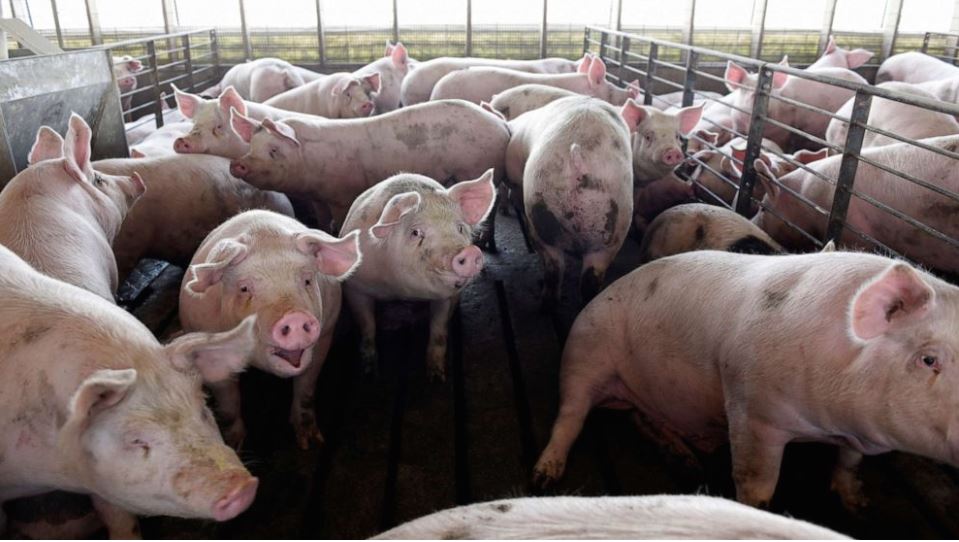 Нов, изолиран случај на африканска чума кај домашни свињи во село Петралица