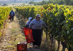 Лозарите бараат поголема поддршка од државата, велат дека винарите им ги нудат ланските откупни цени