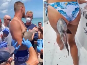 ВИДЕО: Влегле да пливаат, а излегле со ајкули на телото, ги загризале и не ги пуштаат