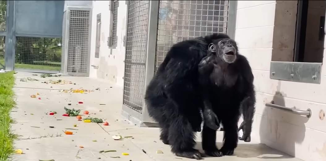 (ВИДЕО) Неверојатна снимка: Шимпанзо кое го помина целиот живот во кафез првпат го виде небото