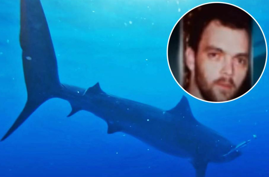 Ајкула во Египет го касна пет пати, изгуби три литра крв