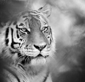 Тажна вест во Зоолошката градина: Почина сибирската тигрица Надја