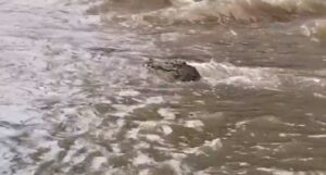 (ВИДЕО) Поплави во Австралија, во поплавена улица плива крокодил
