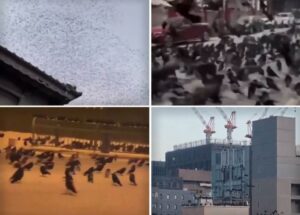 (ВИДЕО) Чудно однесување на птиците пред разорниот земјотрес во Јапонија