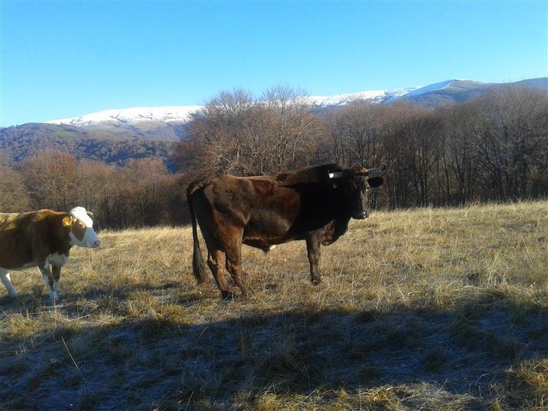 Шест македонски волови направија прекуграничен проблем, влегле на бугарска територија